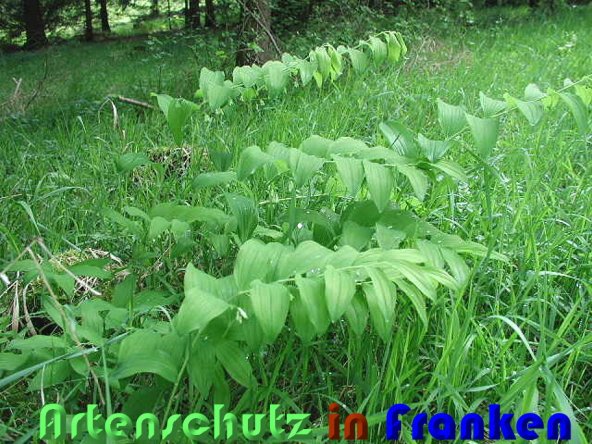 Copyright AiS Albert Meier Bild zum Eintrag (60033-160)
