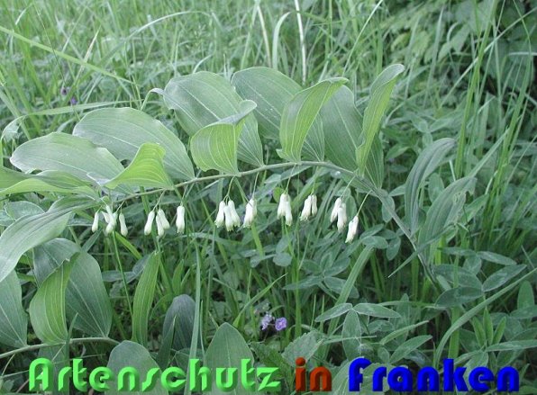 Copyright AiS Albert Meier Bild zum Eintrag (60036-160)