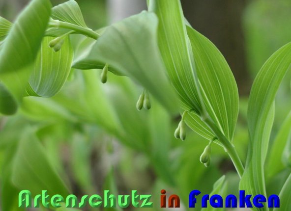 Copyright AiS Albert Meier Bild zum Eintrag (60037-160)
