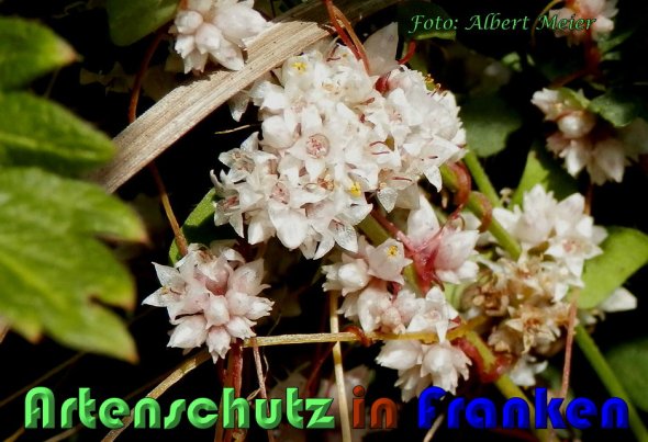 Copyright AiS Albert Meier Bild zum Eintrag (60642-160)