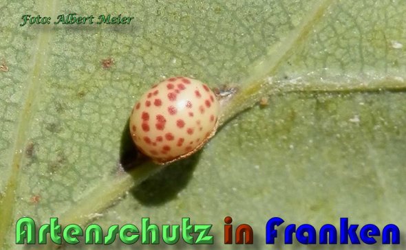 Copyright AiS Albert Meier Bild zum Eintrag (60720-160)
