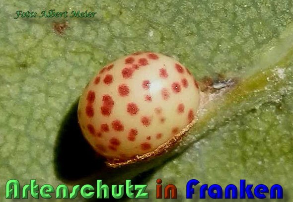 Copyright AiS Albert Meier Bild zum Eintrag (60721-160)