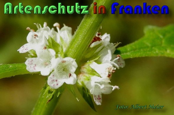 Copyright AiS Albert Meier Bild zum Eintrag (60733-160)
