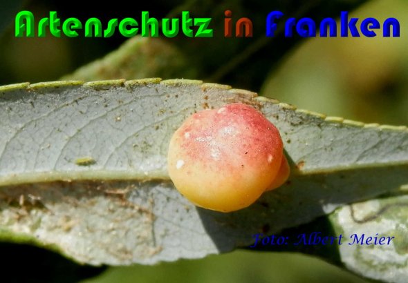 Copyright AiS Albert Meier Bild zum Eintrag (60850-160)