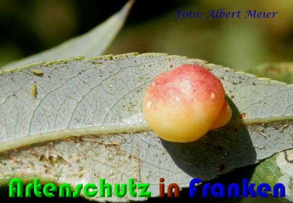 Copyright AiS Albert Meier Bild zum Eintrag (60851-160)