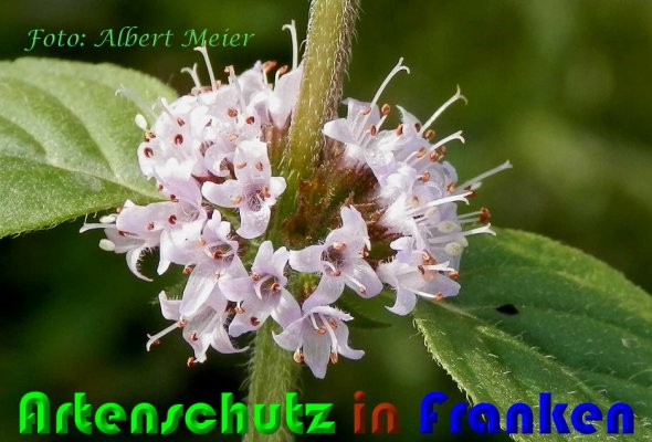 Copyright AiS Albert Meier Bild zum Eintrag (60865-160)
