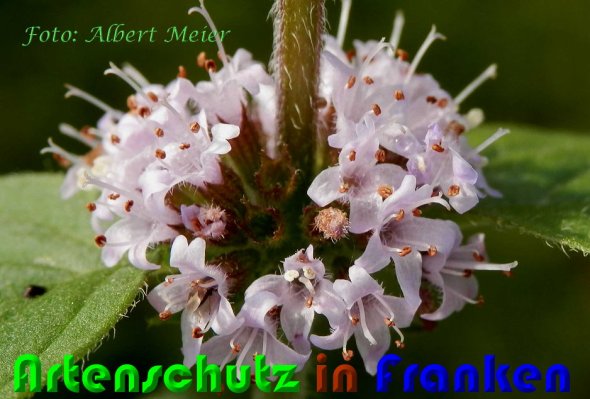 Copyright AiS Albert Meier Bild zum Eintrag (60866-160)