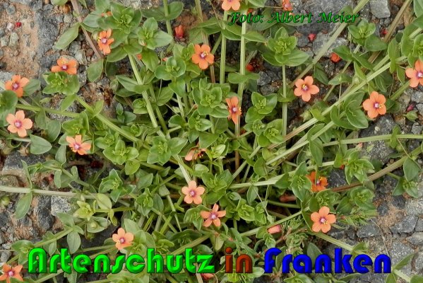 Copyright AiS Albert Meier Bild zum Eintrag (61075-160)