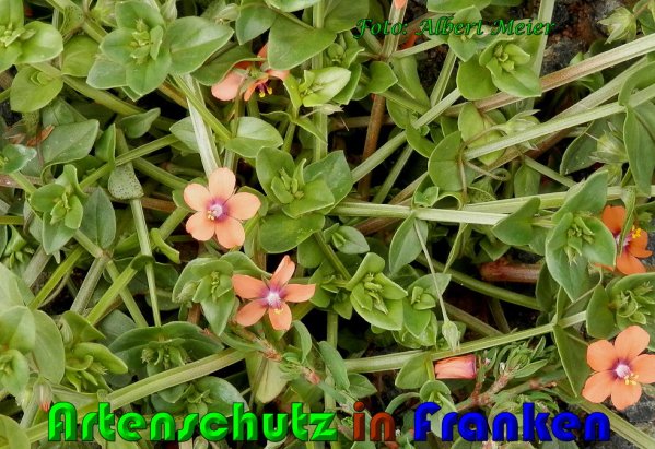 Copyright AiS Albert Meier Bild zum Eintrag (61076-160)