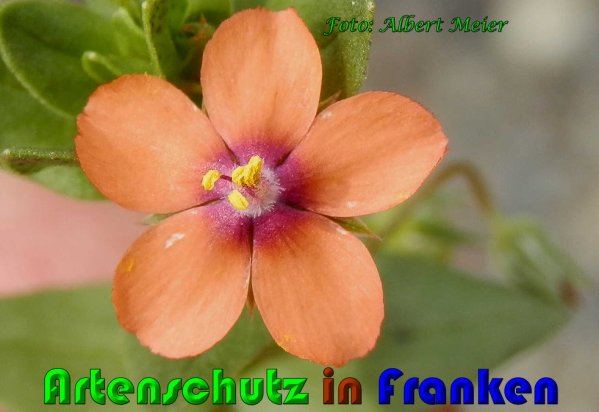 Copyright AiS Albert Meier Bild zum Eintrag (61077-160)