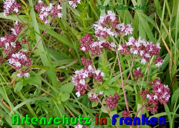 Copyright AiS Albert Meier Bild zum Eintrag (61080-160)
