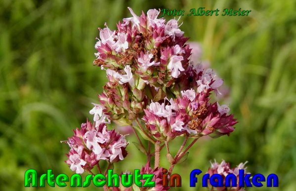Copyright AiS Albert Meier Bild zum Eintrag (61081-160)