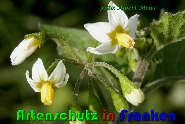 Copyright AiS Albert Meier Bild zum Eintrag (61085-160)