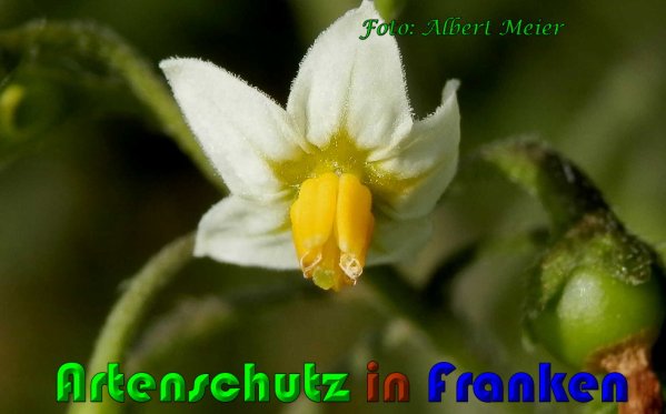 Copyright AiS Albert Meier Bild zum Eintrag (61086-160)