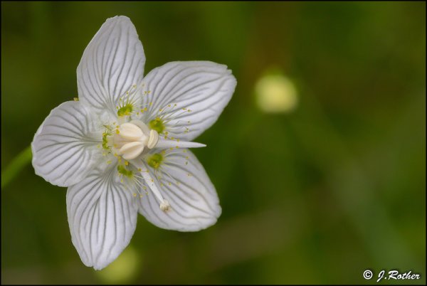 Copyright AiS Johannes Rother Bild zum Eintrag (61111-160)