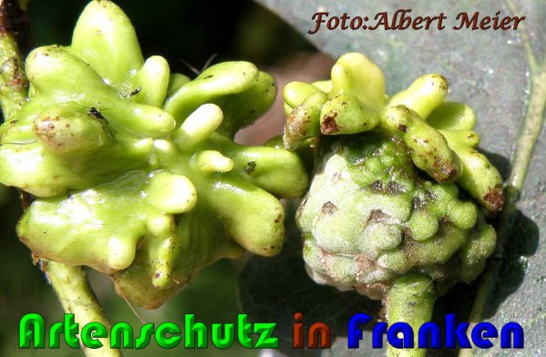 Copyright AiS Albert Meier Bild zum Eintrag (61154-160)