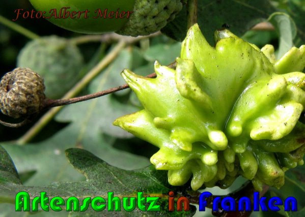 Copyright AiS Albert Meier Bild zum Eintrag (61155-160)