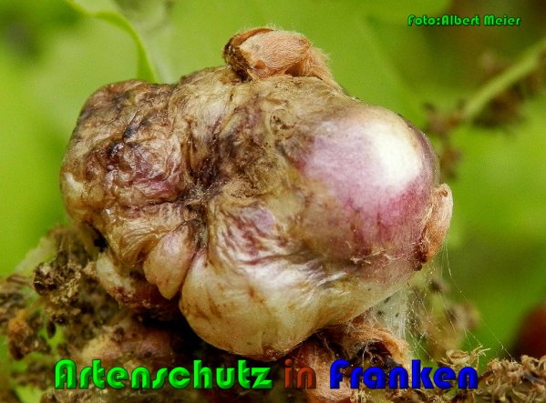 Copyright AiS Albert Meier Bild zum Eintrag (61250-160)