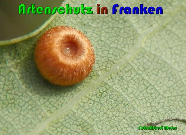 Copyright AiS Albert Meier Bild zum Eintrag (61262-160)