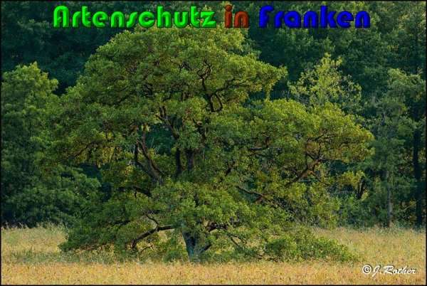 Copyright AiS Johannes Rother Bild zum Eintrag (61293-160)