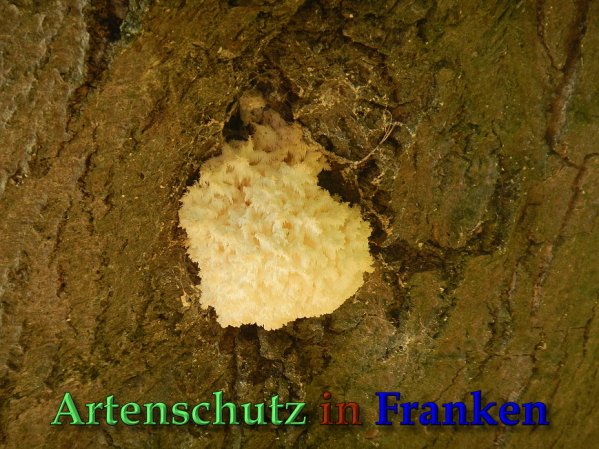 Copyright AiS Bild zum Eintrag (61644-160)