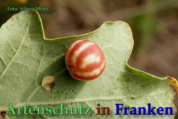 Copyright AiS Albert Meier Bild zum Eintrag (61670-160)