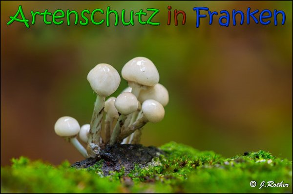 Copyright AiS Johannes Rother Bild zum Eintrag (61879-160)