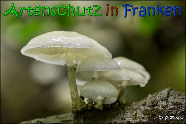 Copyright AiS Johannes Rother Bild zum Eintrag (61880-160)
