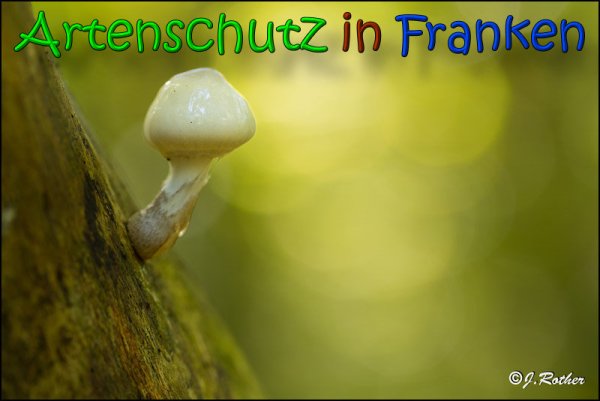 Copyright AiS Johannes Rother Bild zum Eintrag (61881-160)
