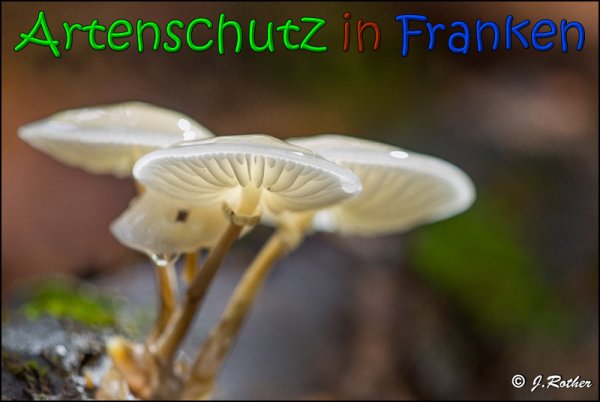 Copyright AiS Johannes Rother Bild zum Eintrag (61882-160)