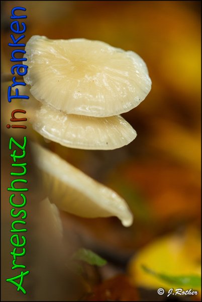 Copyright AiS Johannes Rother Bild zum Eintrag (61883-160)