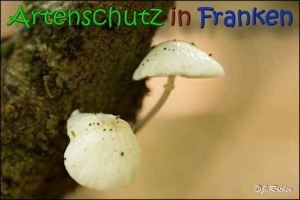Copyright AiS Johannes Rother Bild zum Eintrag (61884-160)