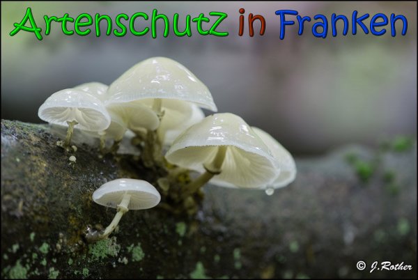 Copyright AiS Johannes Rother Bild zum Eintrag (61886-160)