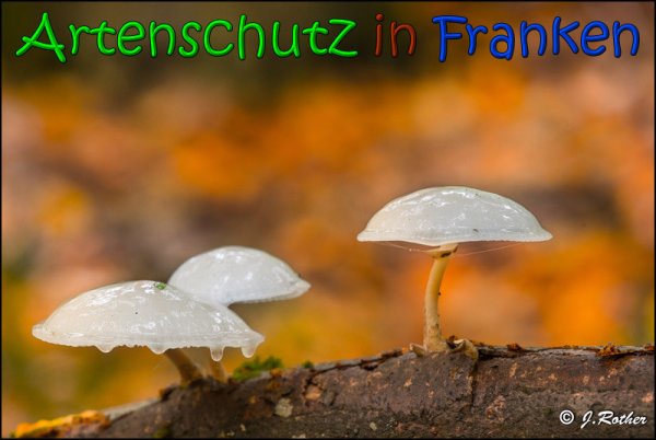 Copyright AiS Johannes Rother Bild zum Eintrag (61887-160)