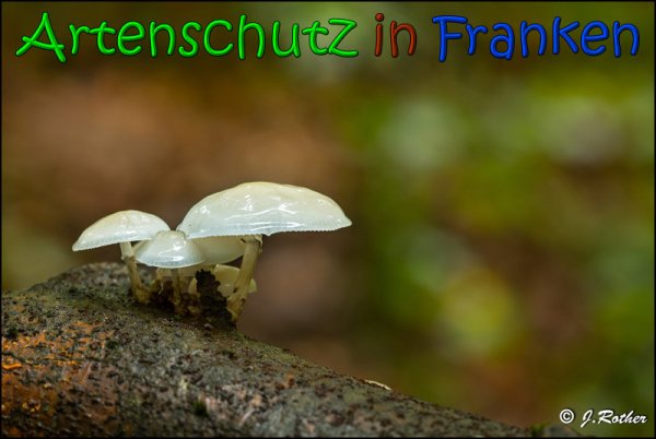 Copyright AiS Johannes Rother Bild zum Eintrag (61889-160)