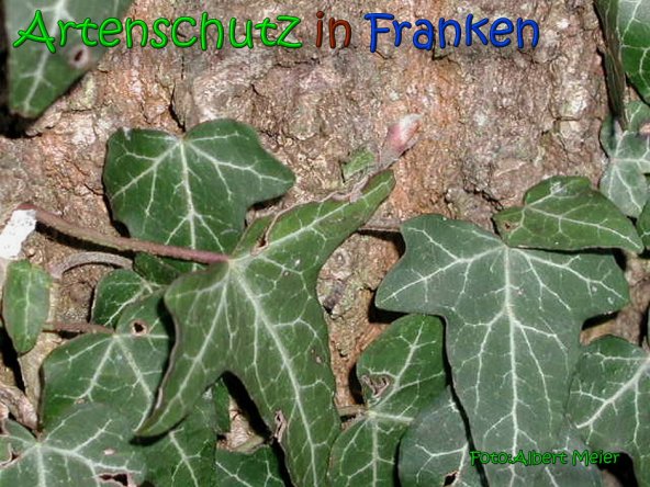 Copyright AiS Albert Meier Bild zum Eintrag (61900-160)