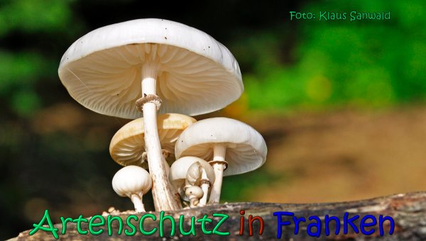 Copyright AiS Klaus Sanwald Bild zum Eintrag (61966-160)