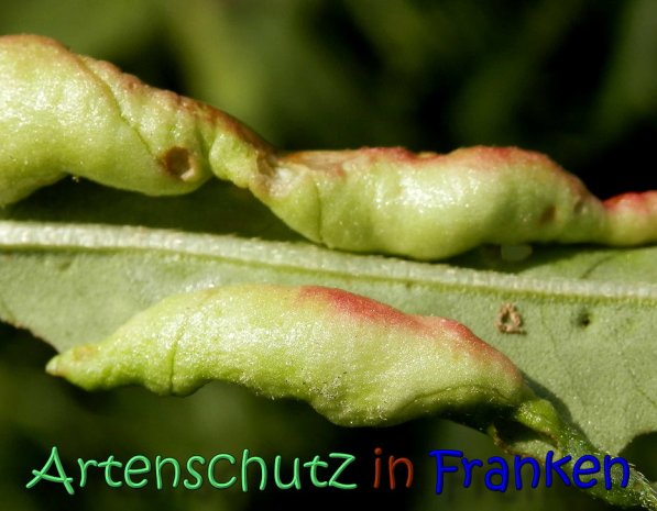 Copyright AiS Albert Meier Bild zum Eintrag (61983-160)