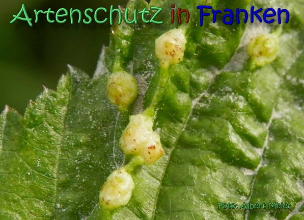 Copyright AiS Albert Meier Bild zum Eintrag (61994-160)