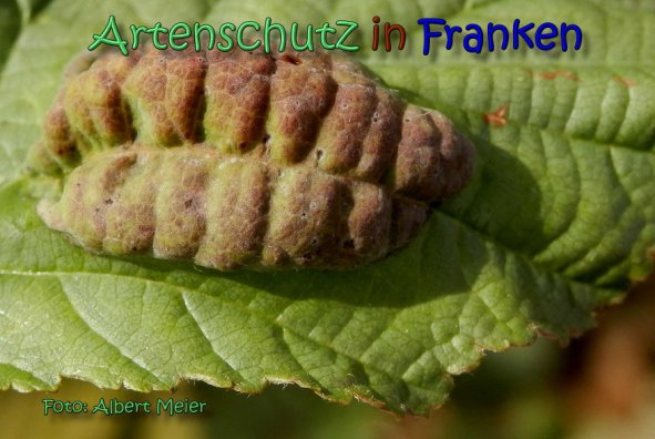 Copyright AiS Albert Meier Bild zum Eintrag (62186-160)