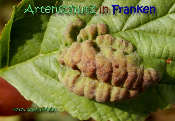 Copyright AiS Albert Meier Bild zum Eintrag (62187-160)
