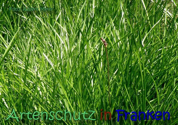 Copyright AiS Albert Meier Bild zum Eintrag (62200-160)