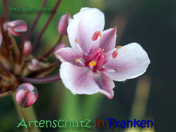 Copyright AiS Albert Meier Bild zum Eintrag (62203-160)