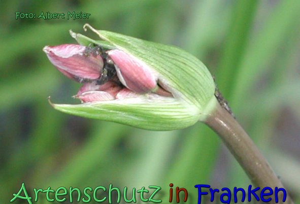 Copyright AiS Albert Meier Bild zum Eintrag (62204-160)