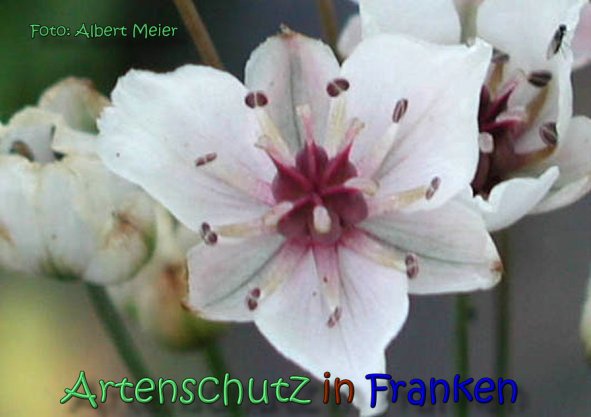 Copyright AiS Albert Meier Bild zum Eintrag (62205-160)