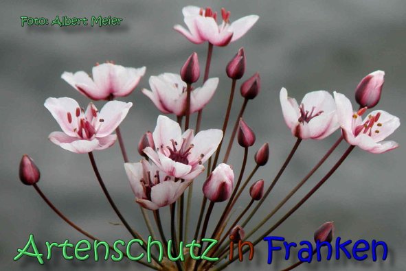 Copyright AiS Albert Meier Bild zum Eintrag (62209-160)
