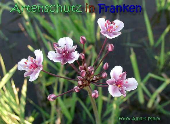 Copyright AiS Albert Meier Bild zum Eintrag (62210-160)