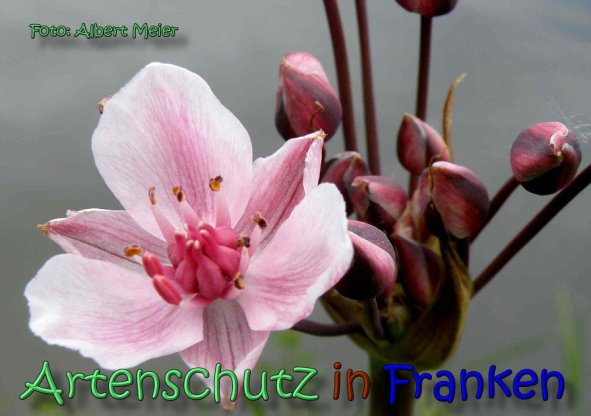 Copyright AiS Albert Meier Bild zum Eintrag (62211-160)