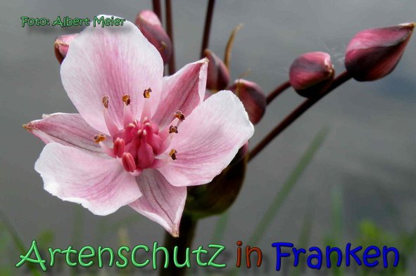 Copyright AiS Albert Meier Bild zum Eintrag (62214-160)