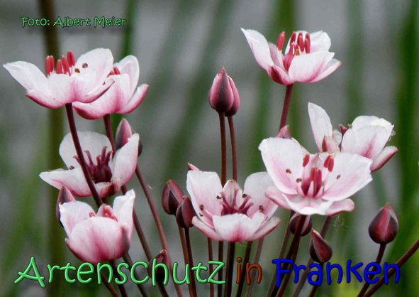 Copyright AiS Albert Meier Bild zum Eintrag (62217-160)